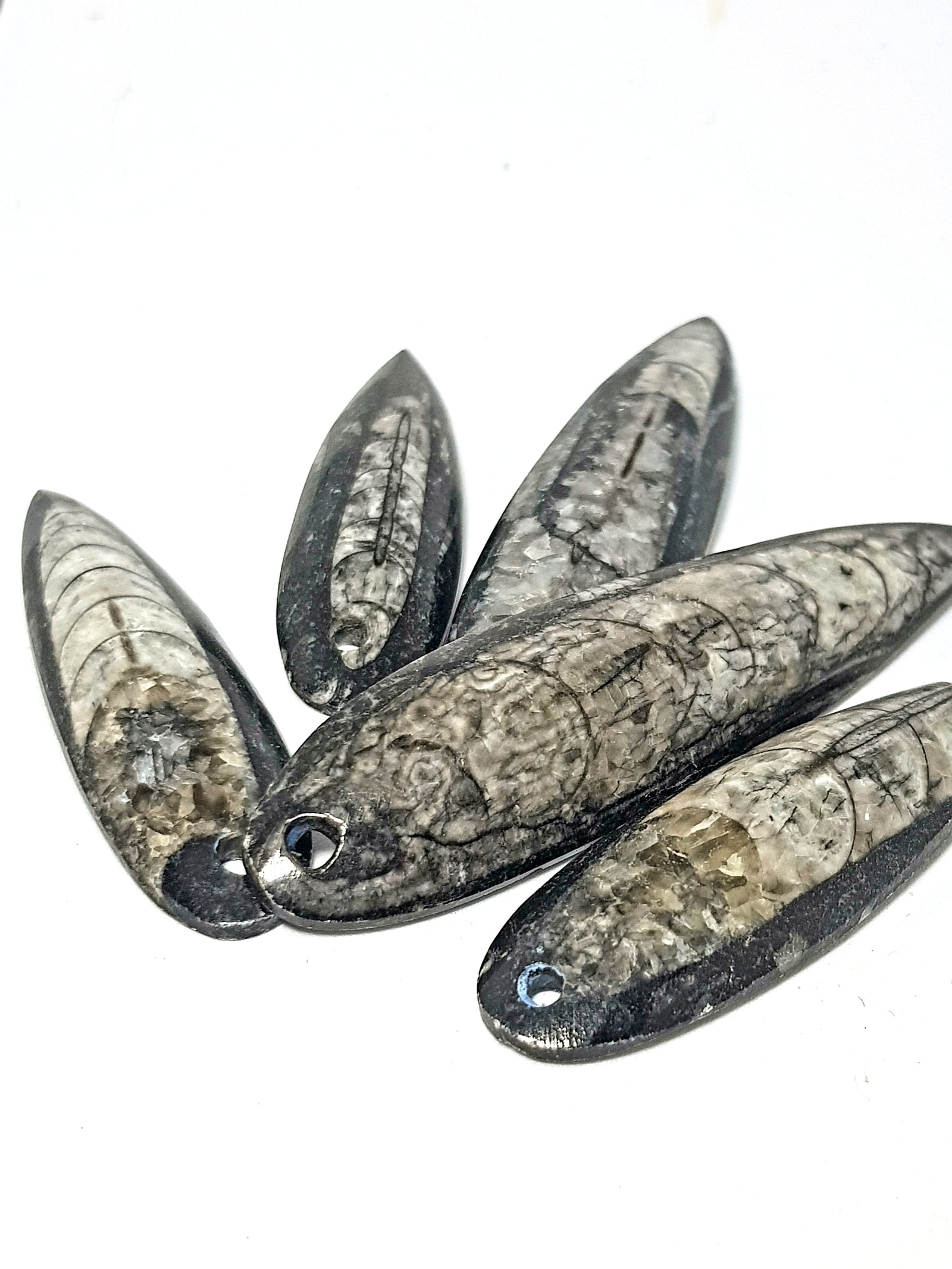 Orthoceras - The Science of Magic 