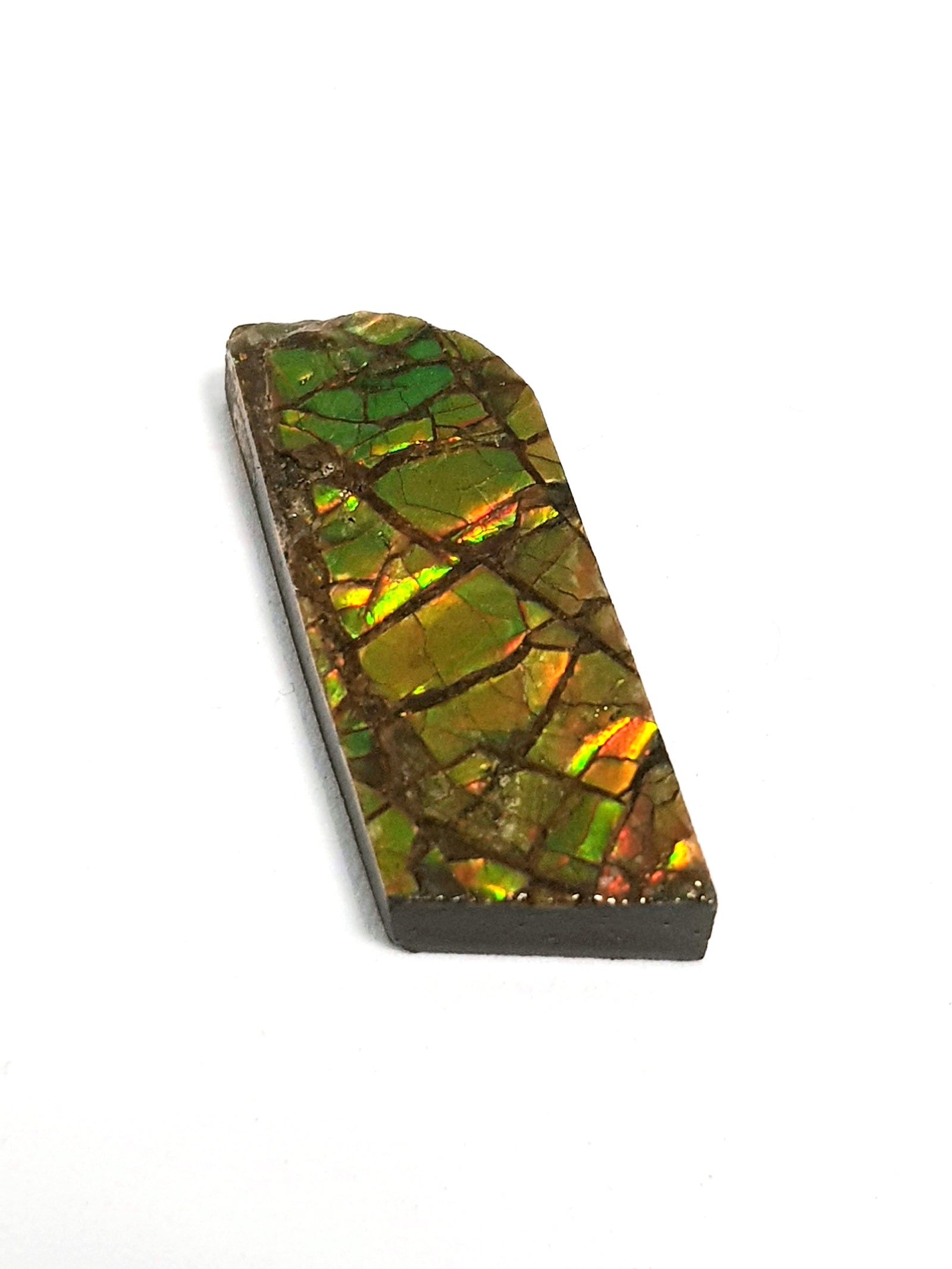 Ammolite - The Science of Magic 