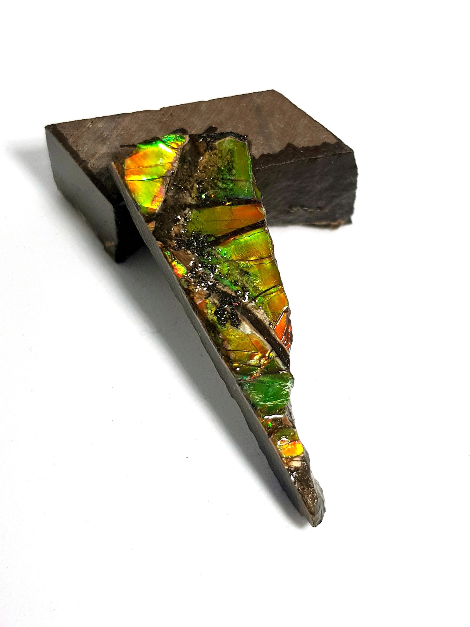Ammolite - The Science of Magic 