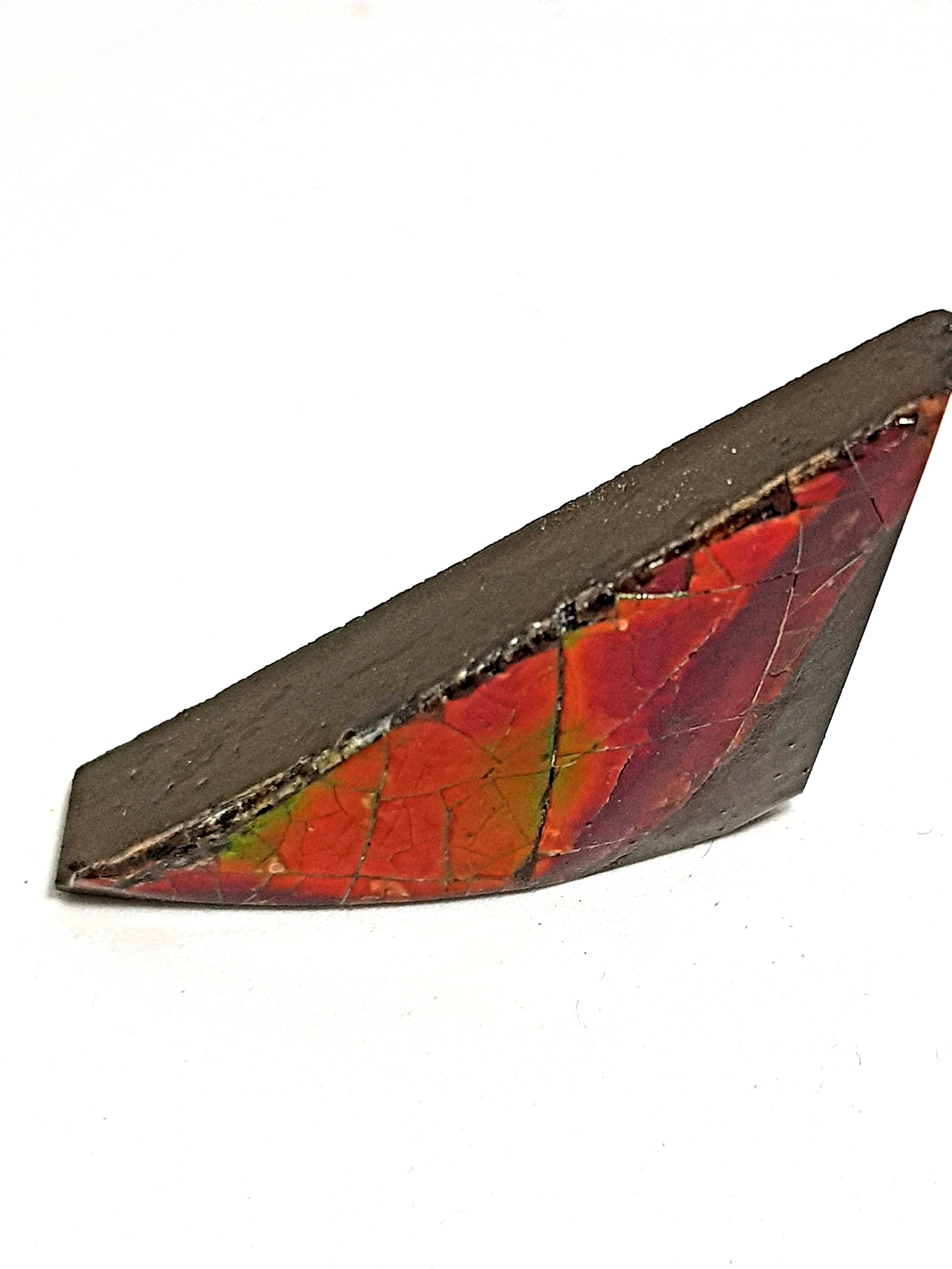 Ammolite - The Science of Magic 