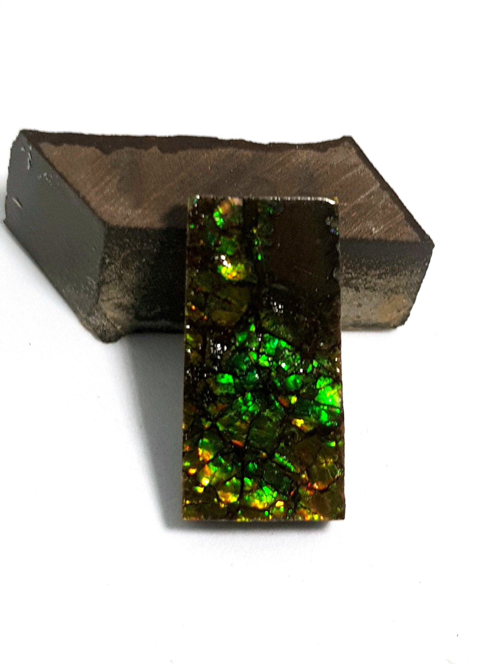 Ammolite - The Science of Magic 