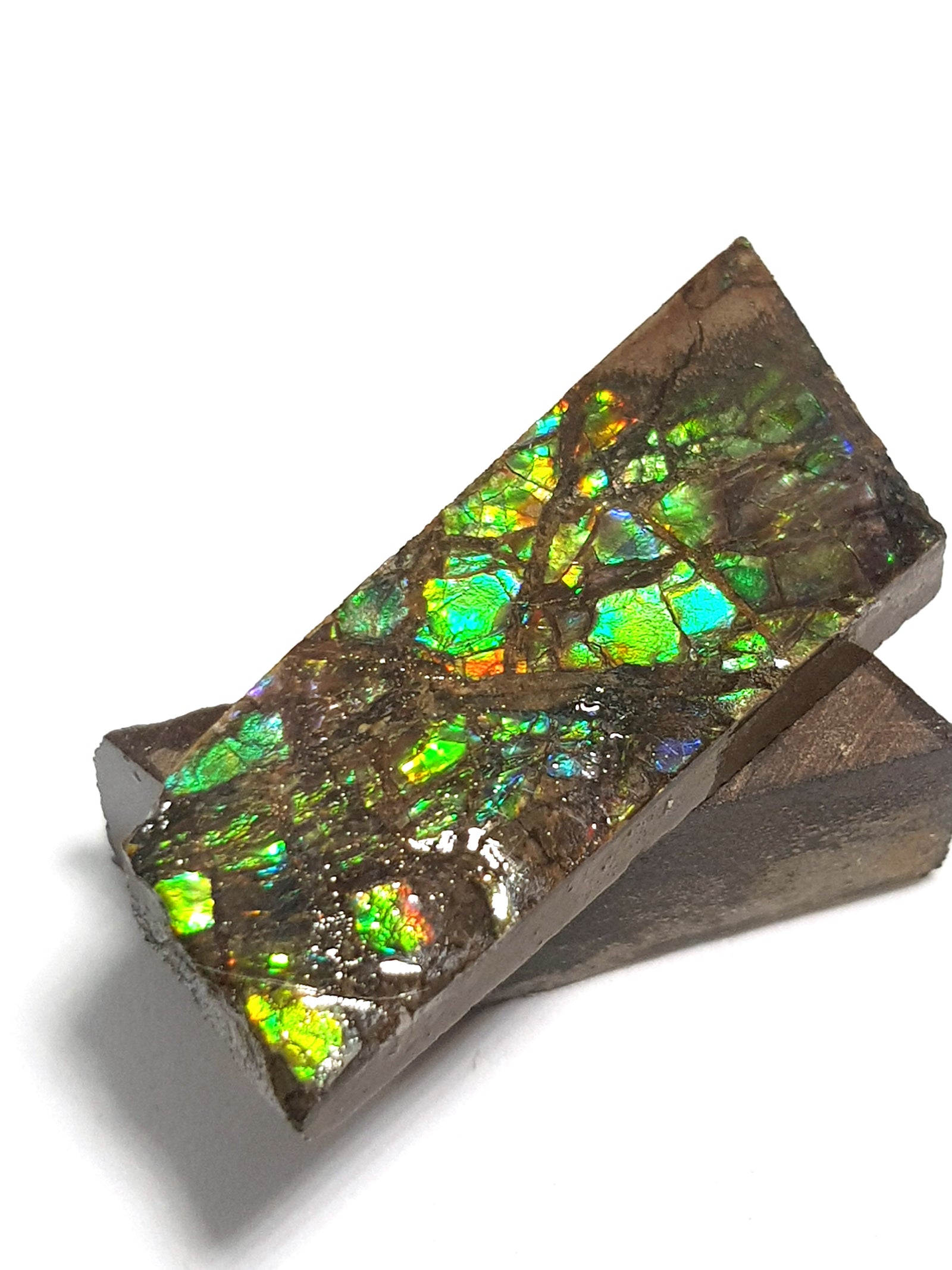Ammolite - The Science of Magic 