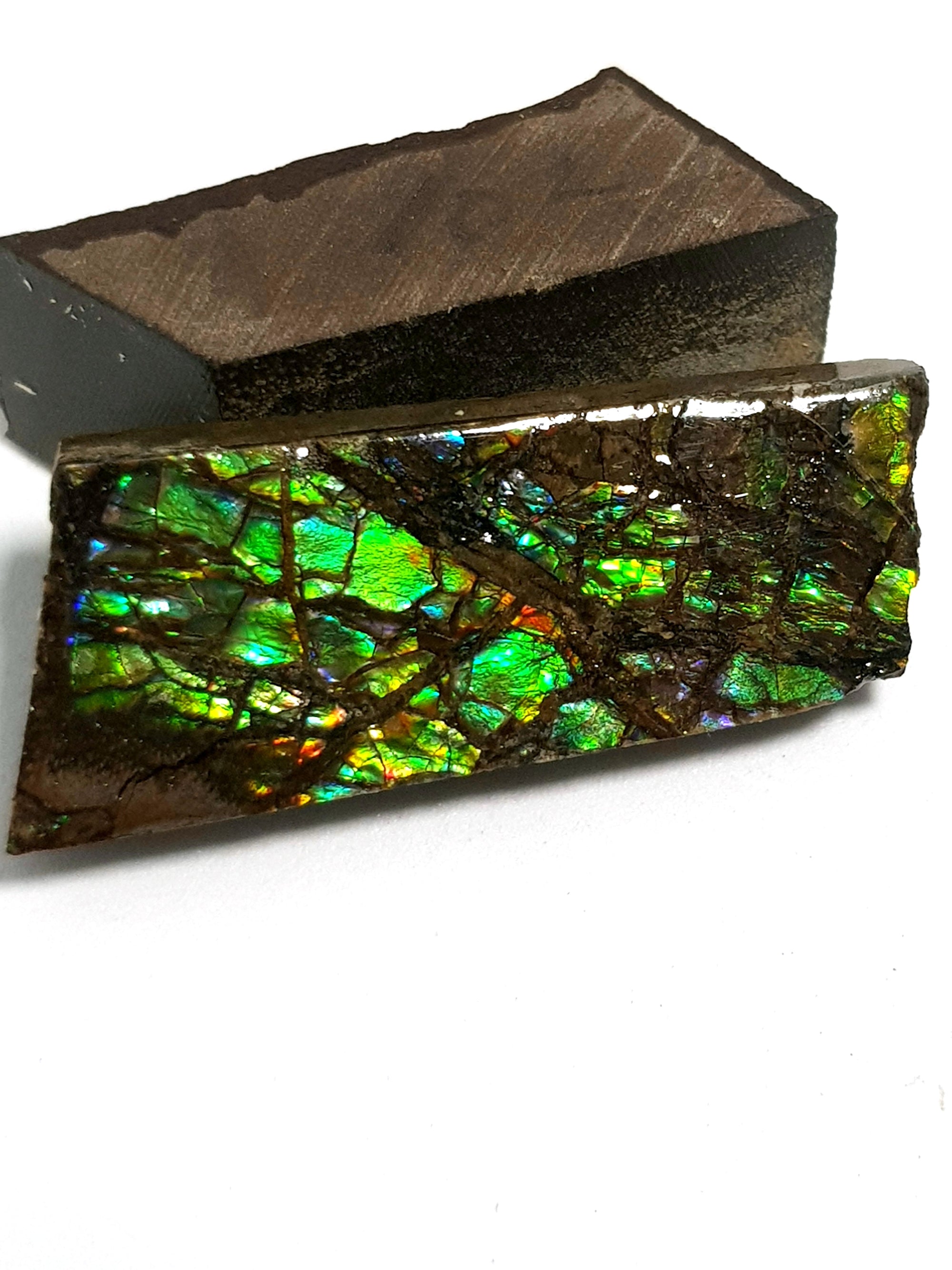 Ammolite - The Science of Magic 
