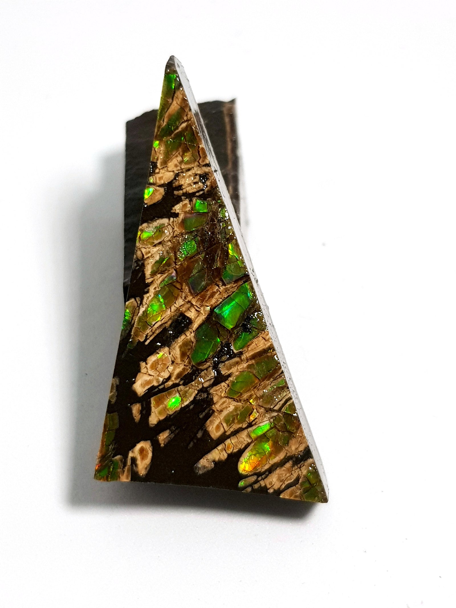 Ammolite - The Science of Magic 