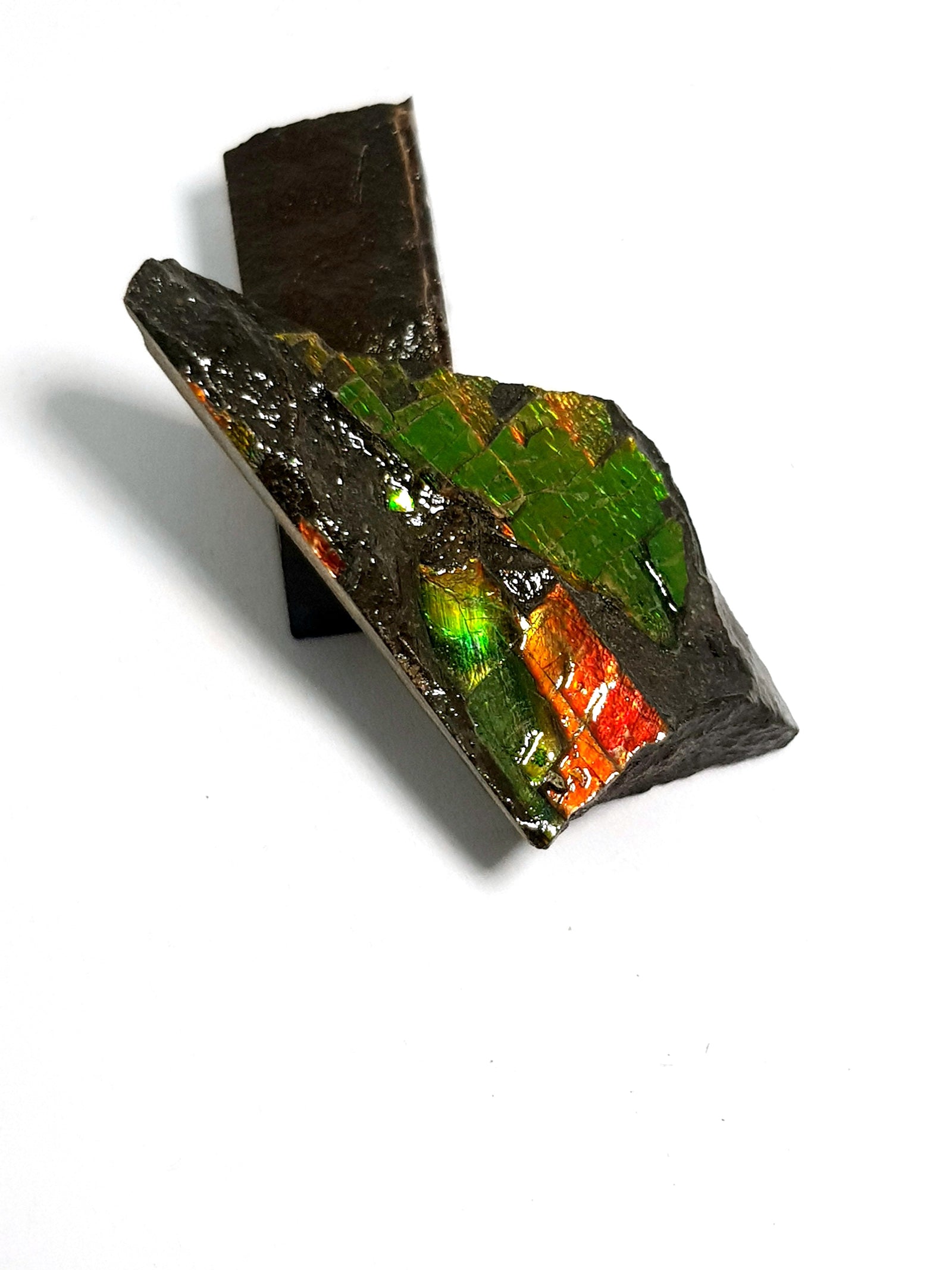 Ammolite - The Science of Magic 