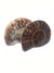 whole ammonite which has been cut in half . The outer shell has a distinct sutre structure and is showing remains of the fossilised shell. The interior chambers are infilled with crystals of brown calcite