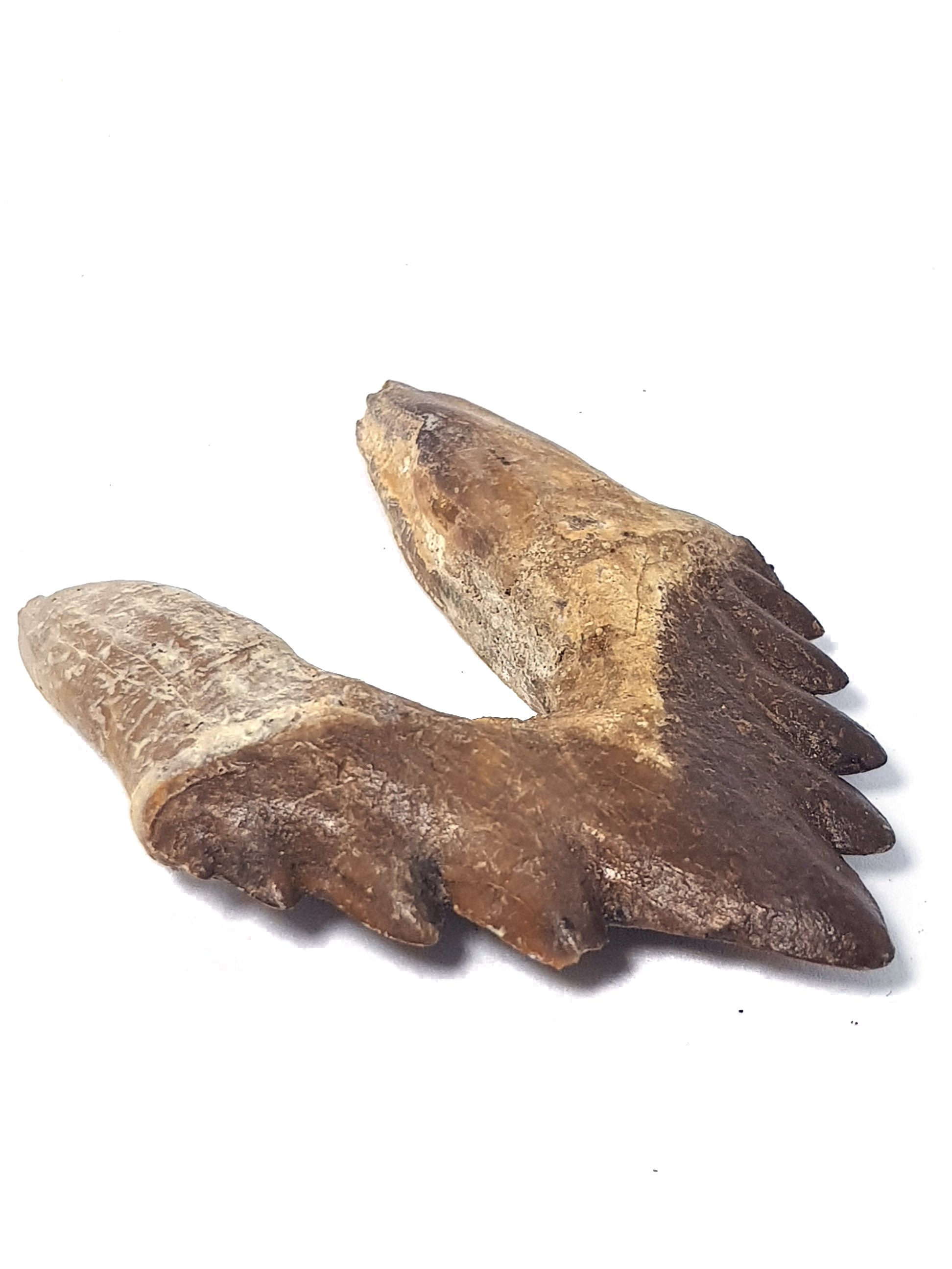 basilosaurus tooth