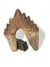 basilosaurus tooth - The Science of Magic 
