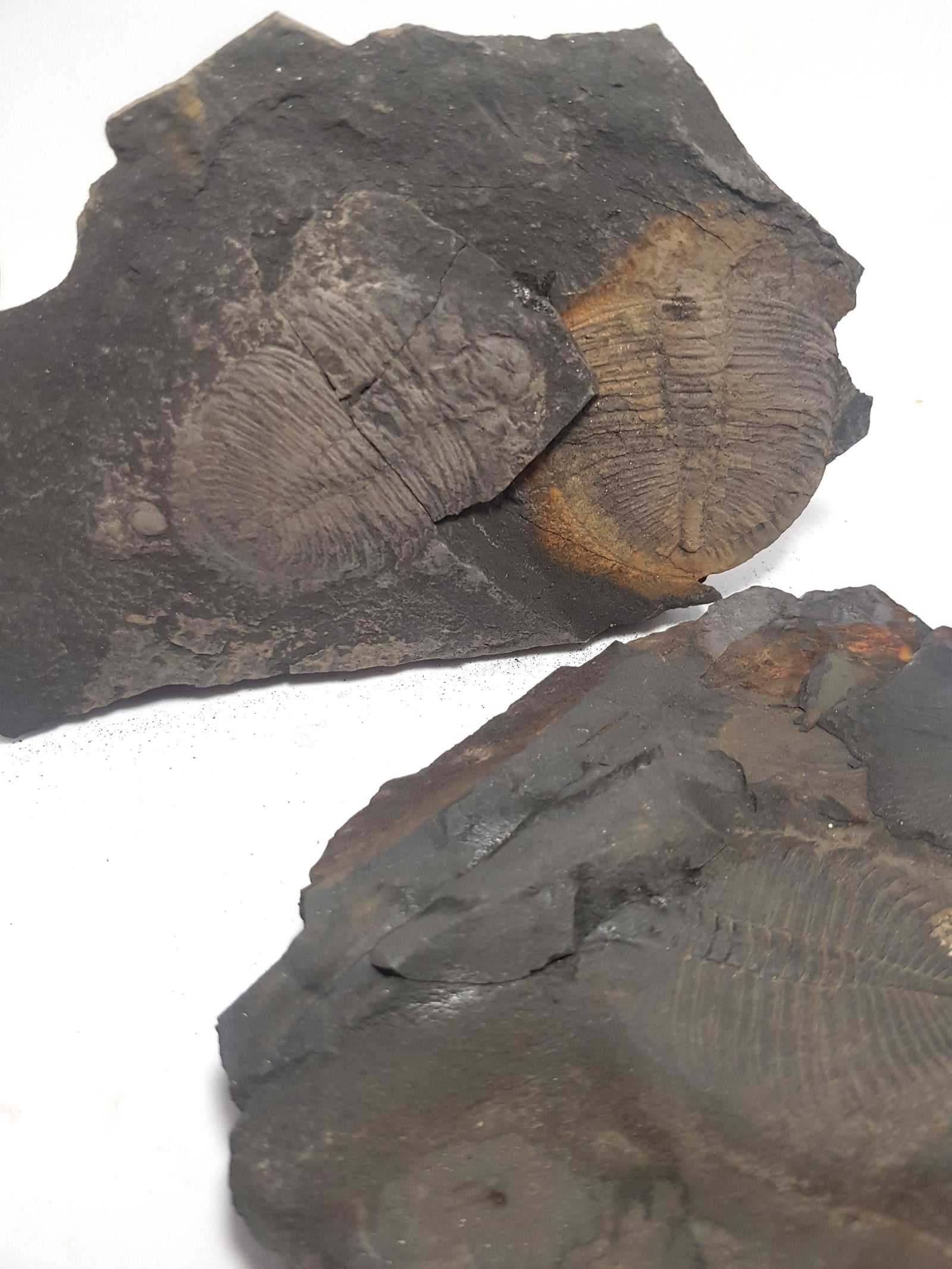 two british trilobites. Ogygiocarella debuci in slate