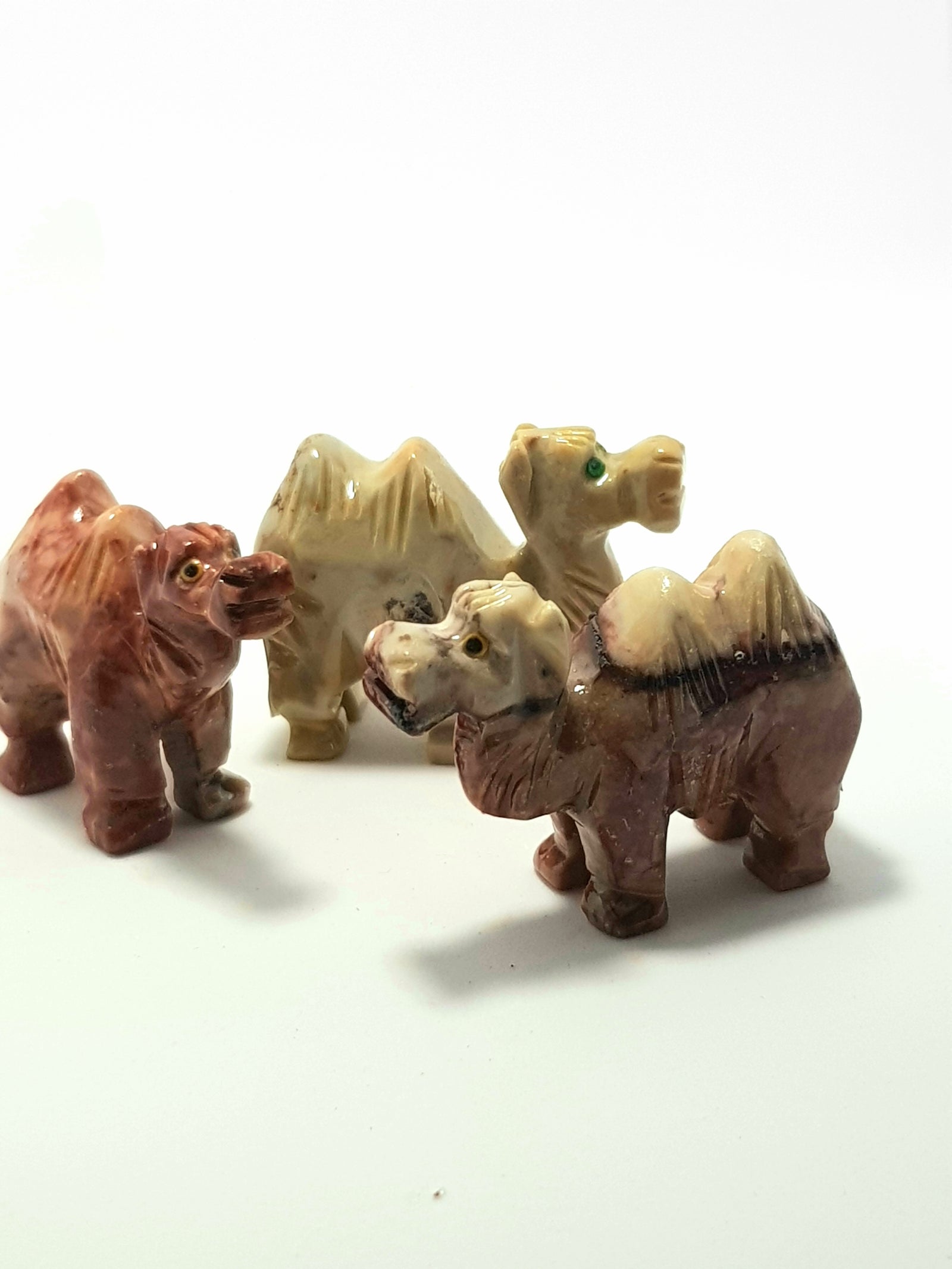 Bactrian camel - The Science of Magic 