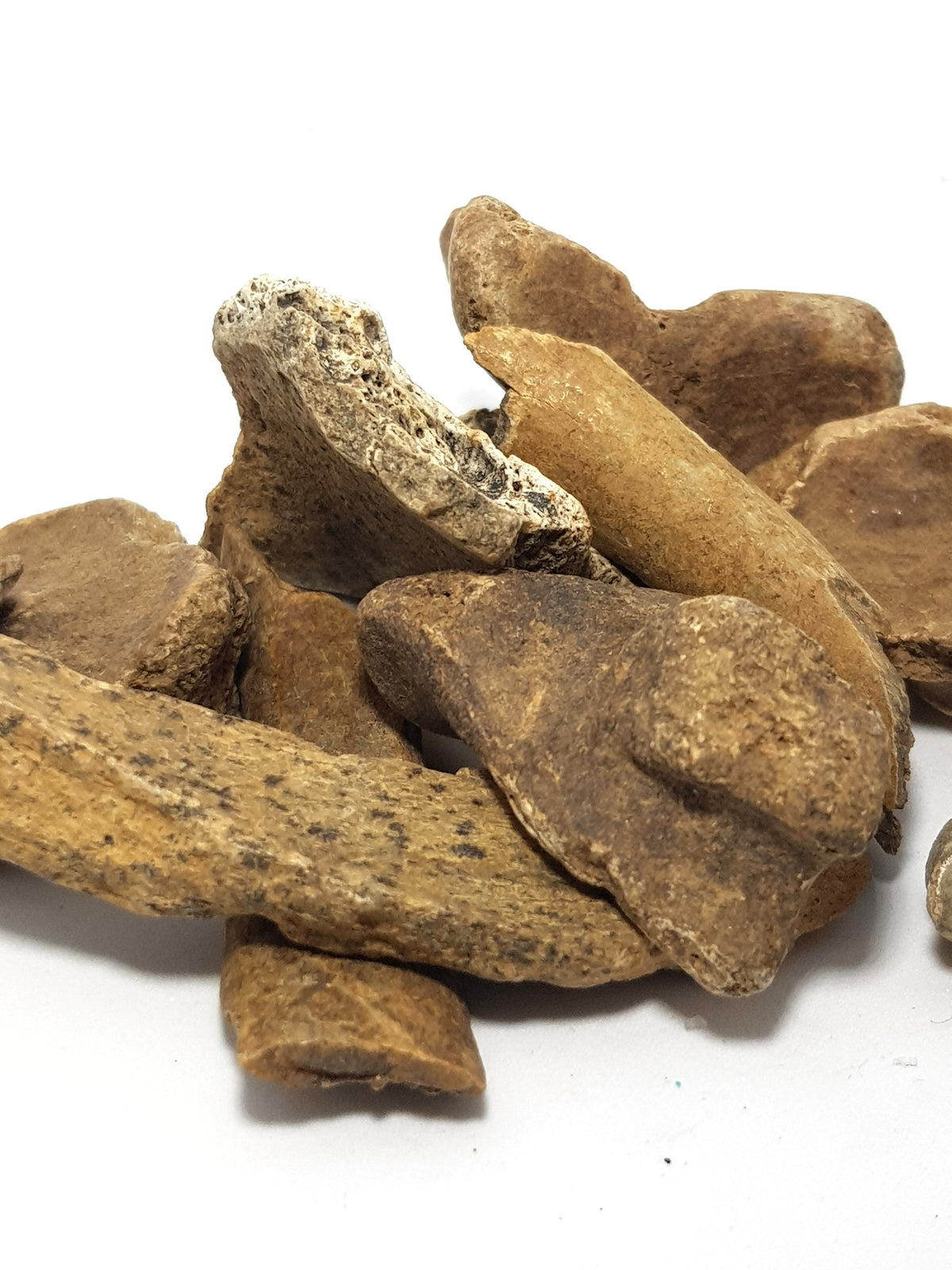 Cave bear bone fragments - The Science of Magic 