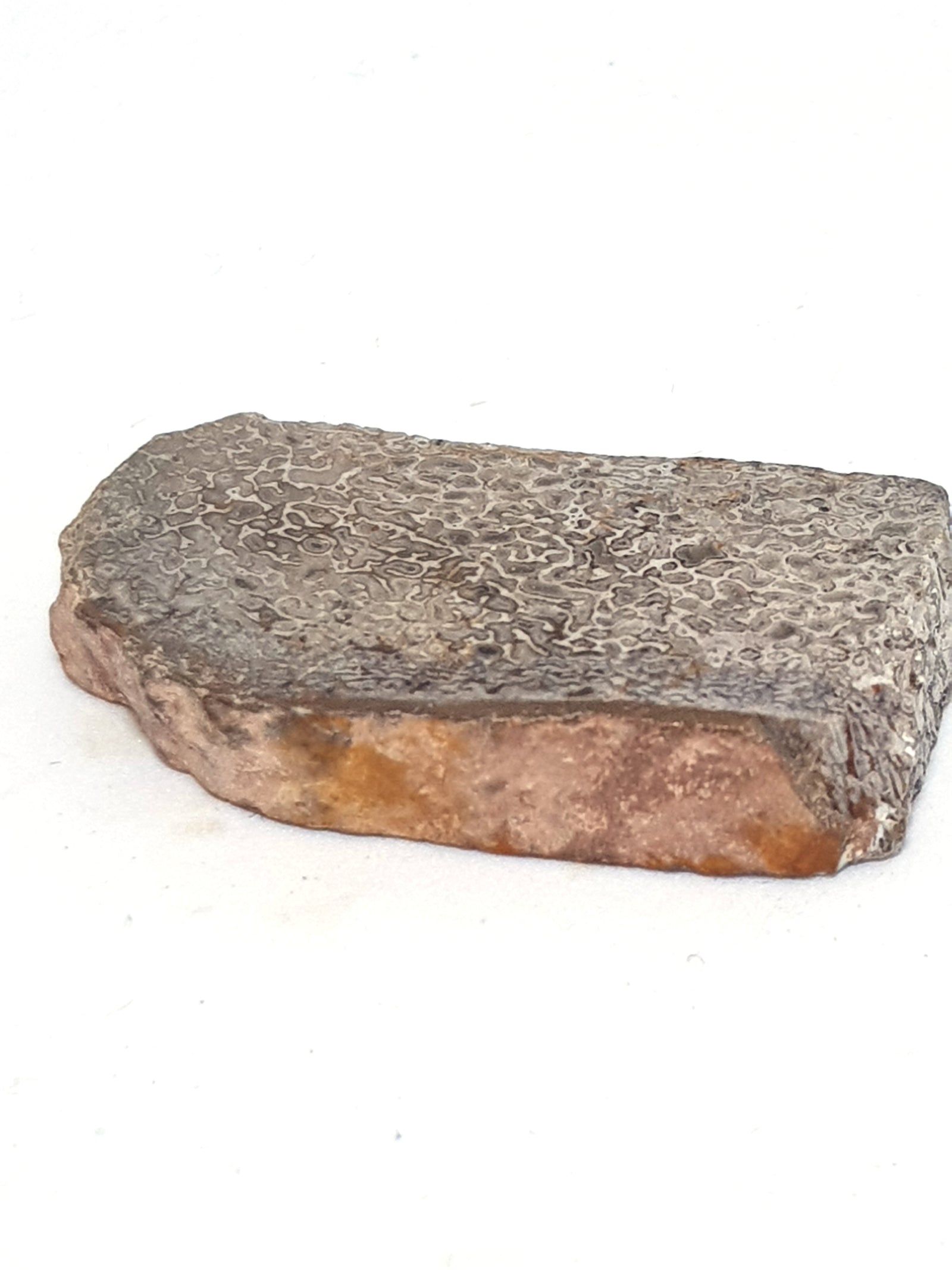 Cross section of a petrified dinosaur bone - The Science of Magic 