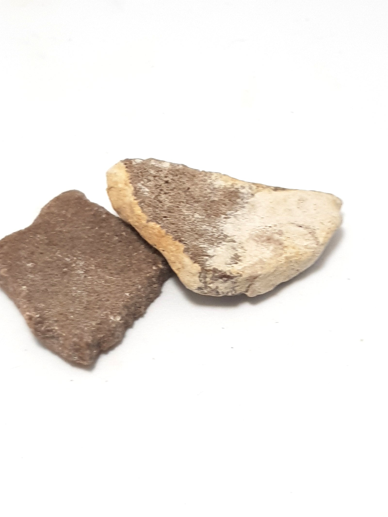 two fragments of dinosaur eggshell. both samples have a pitted appearance. they are both beige in colour