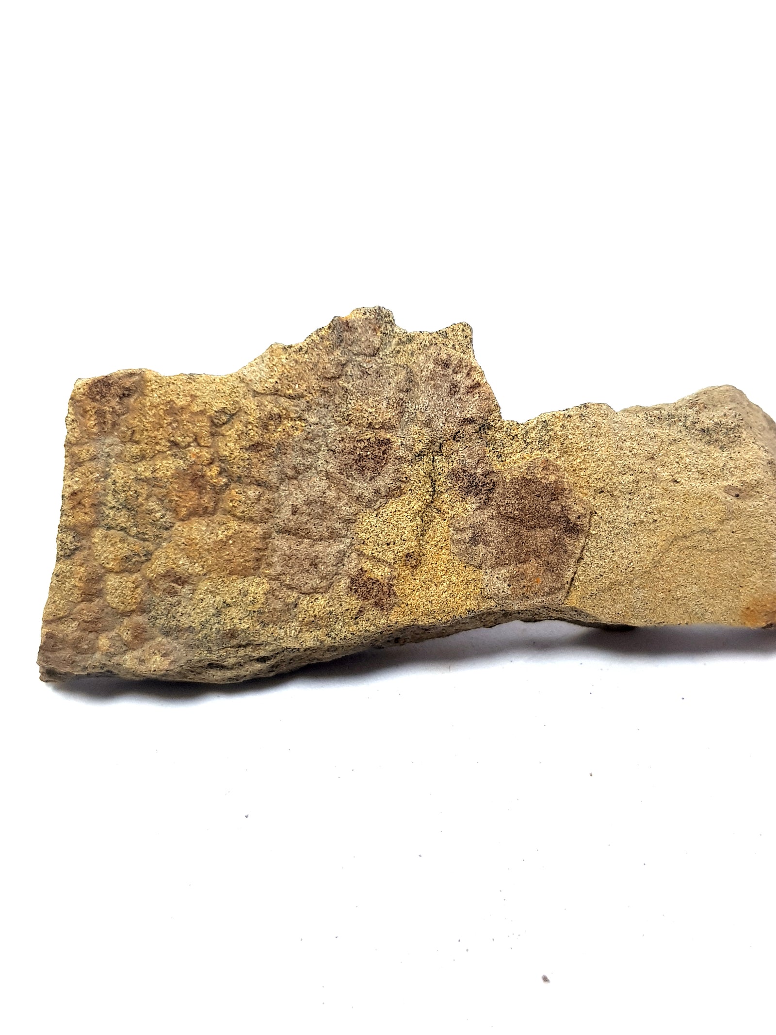 Dinosaur skin - The Science of Magic 