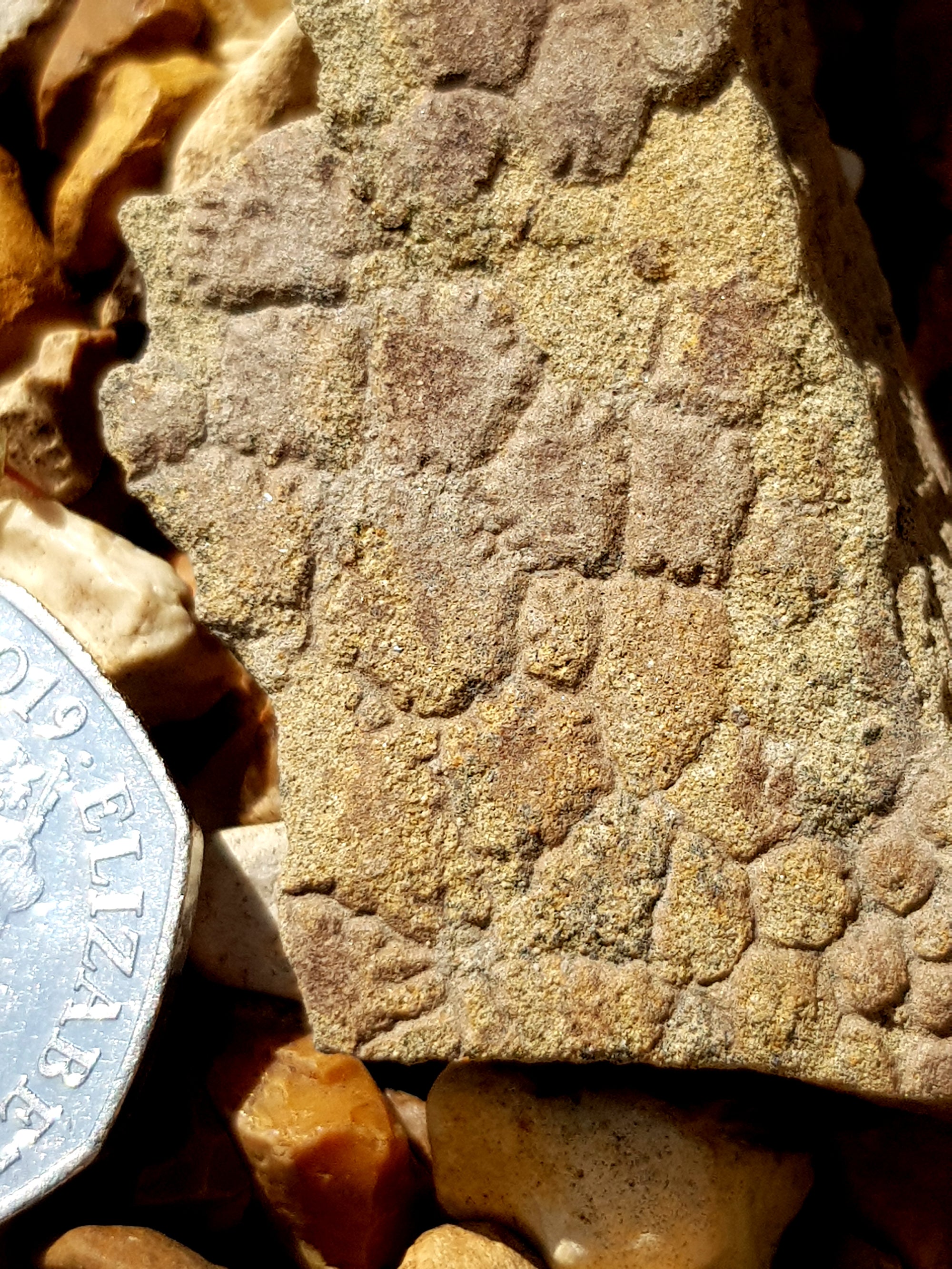 Dinosaur skin - The Science of Magic 