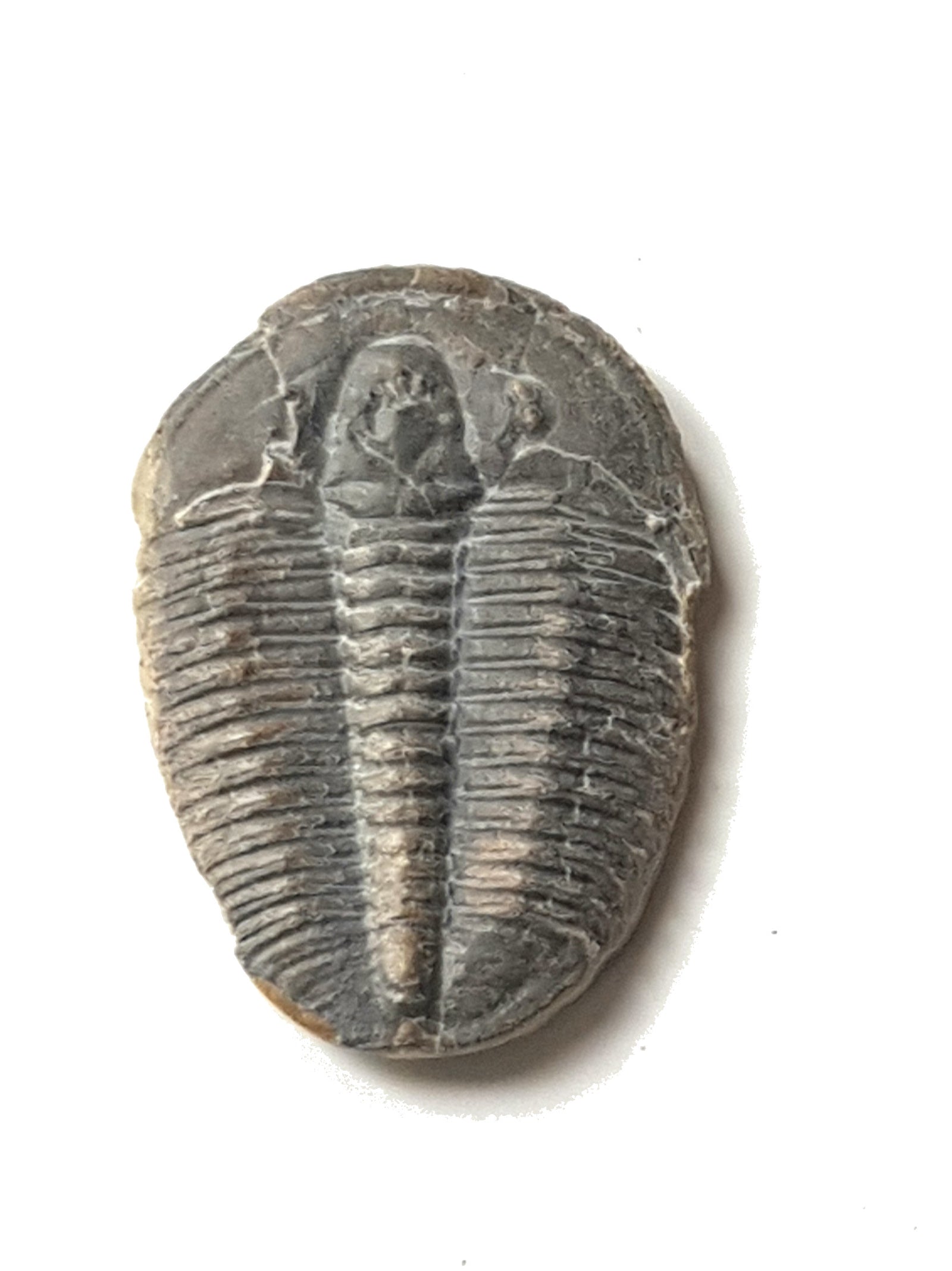 Elrithia Kingii (with cheeks) - The Science of Magic 