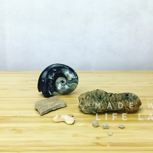 stop motion video of a flexiclayme trilobite pulling a box across a table. it packs a goniatite, a dendritic graptolite, an otodus tooth and 3 crinoid ossicles into a gift box, before gift wrapping itself and jumping into the box