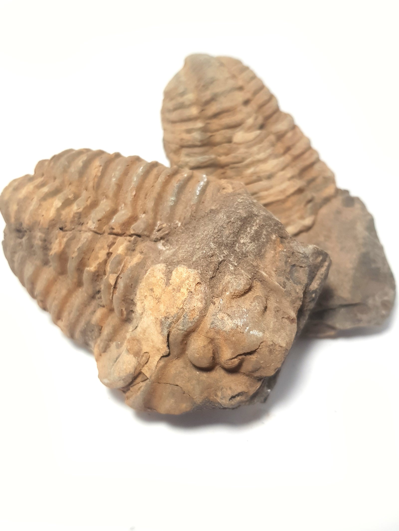 Flexicalymene trilobite