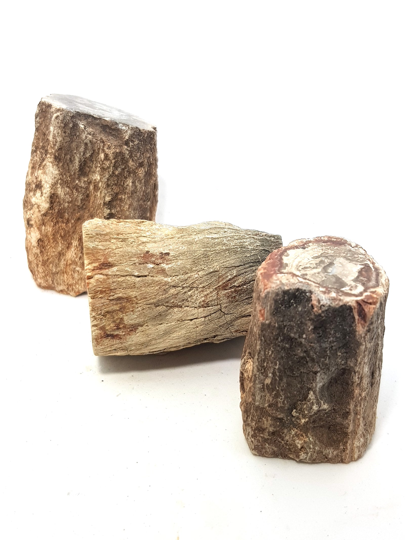 Petrified Wood - The Science of Magic 