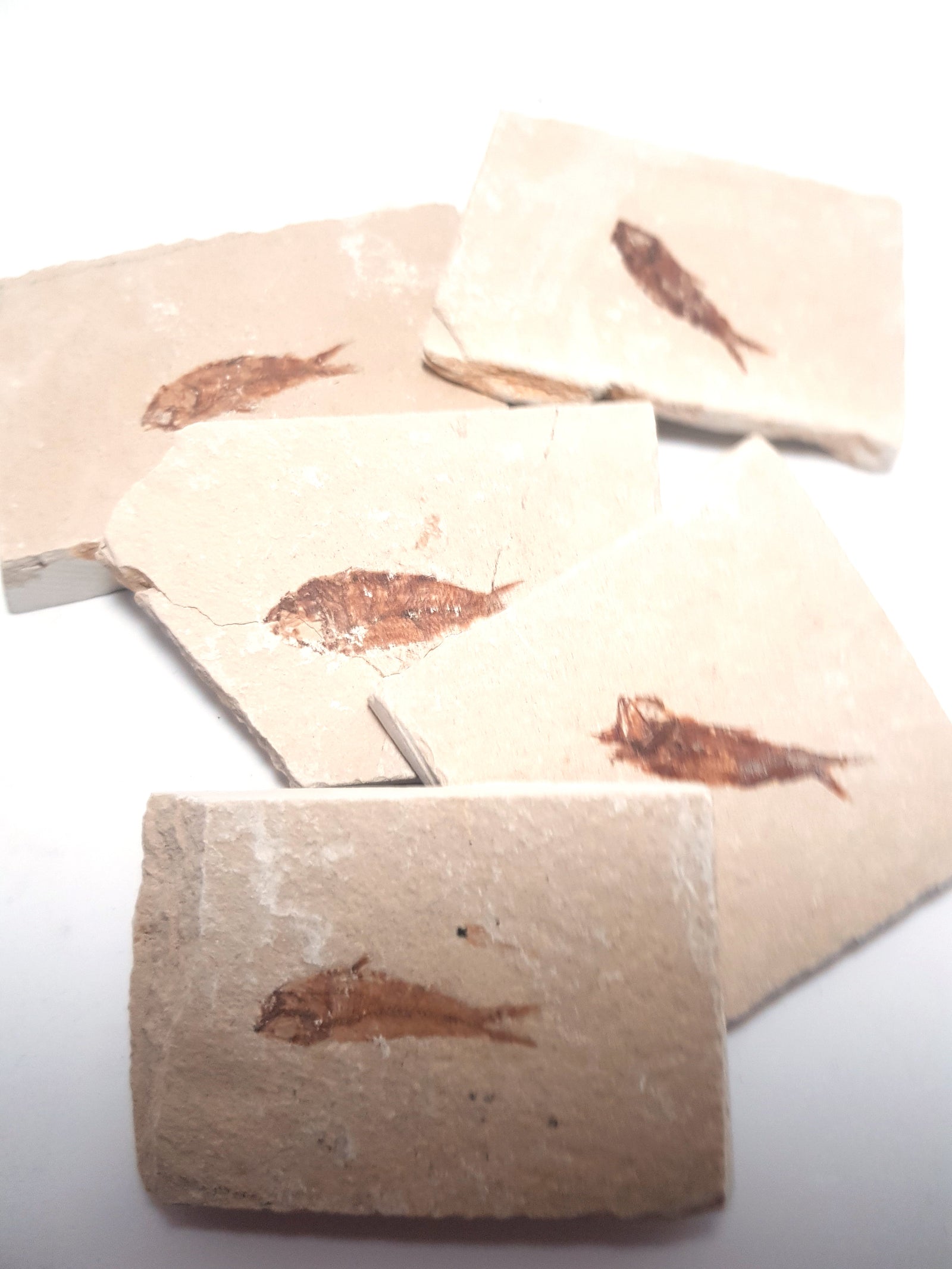 small fossilised fish in linesmen.