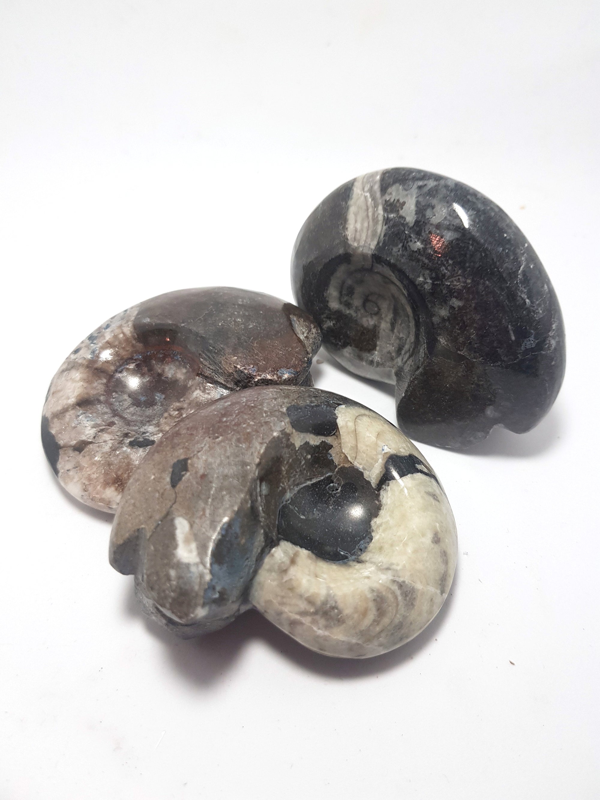 three goniatites. white internal replacement, in a black marble matrix
