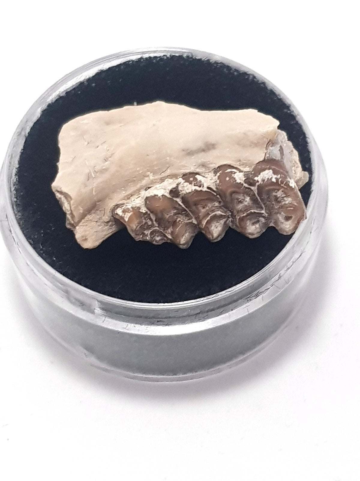 section leptomeryx jaw with teeth