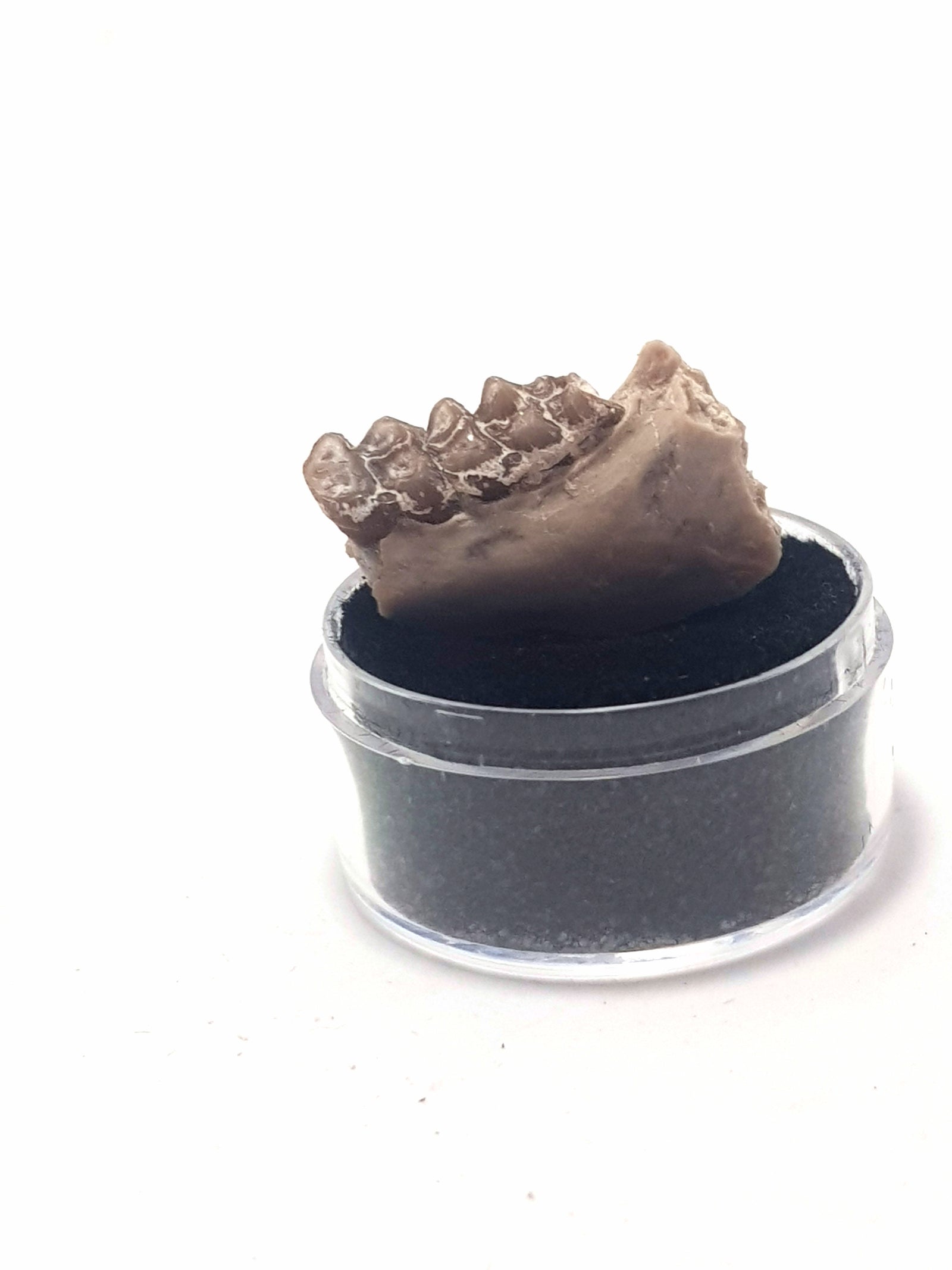 section of leptomeryx jaw and teeth