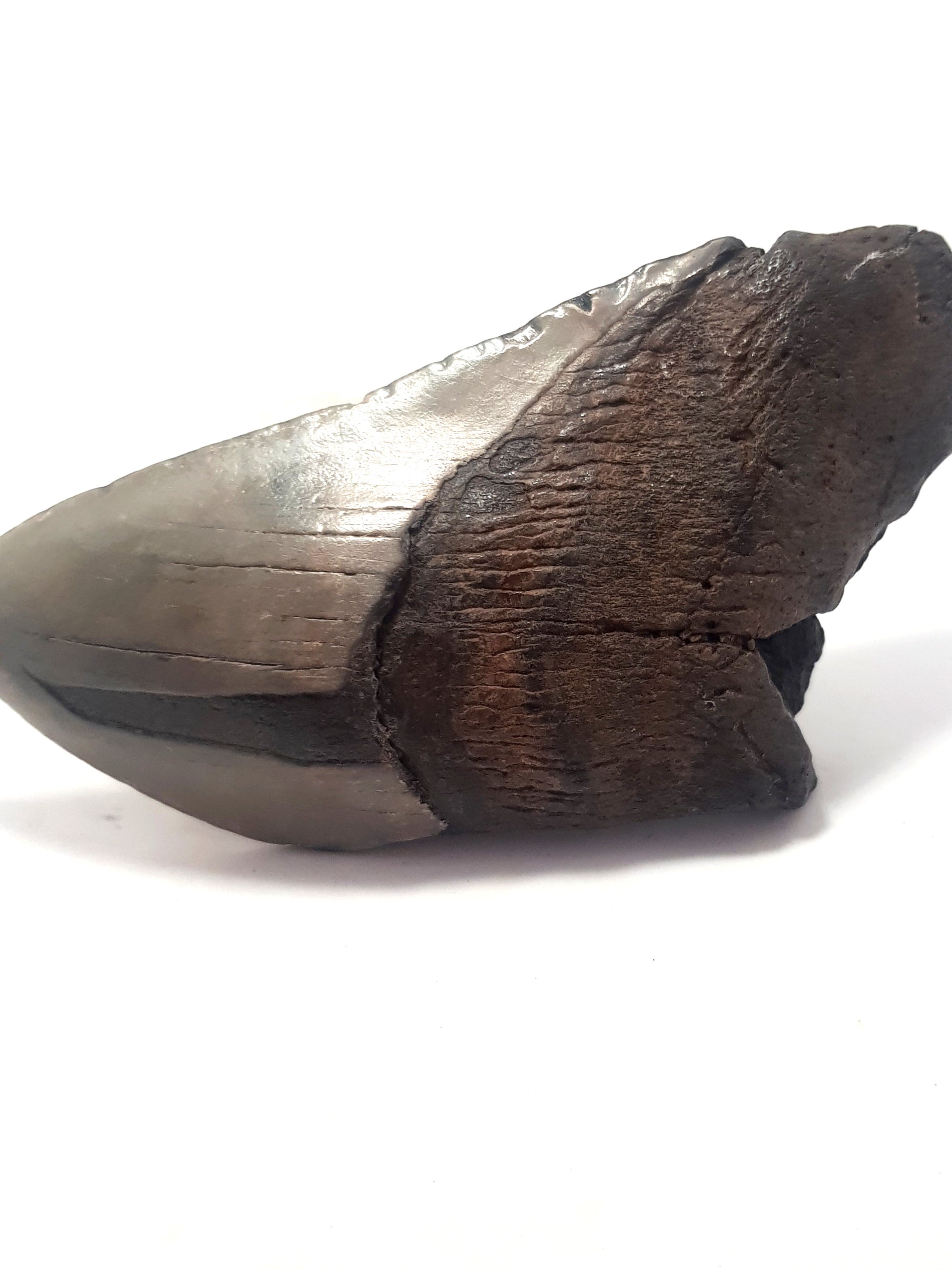 partial megalodon tooth. Missing bottom left corner of the root and some of the distal crown. the enamel is grey. A strip of enamel is missing on the left hand side.
