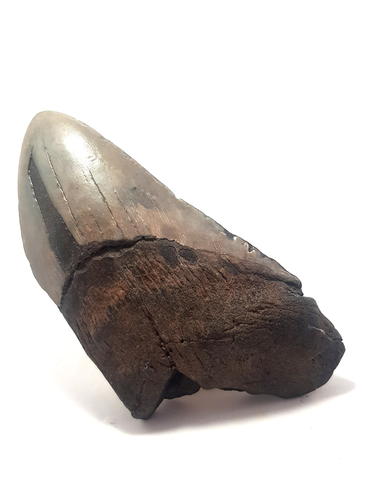 partial megalodon tooth. Missing bottom left corner of the root and some of the distal crown. the enamel is grey. A strip of enamel is missing on the left hand side. 