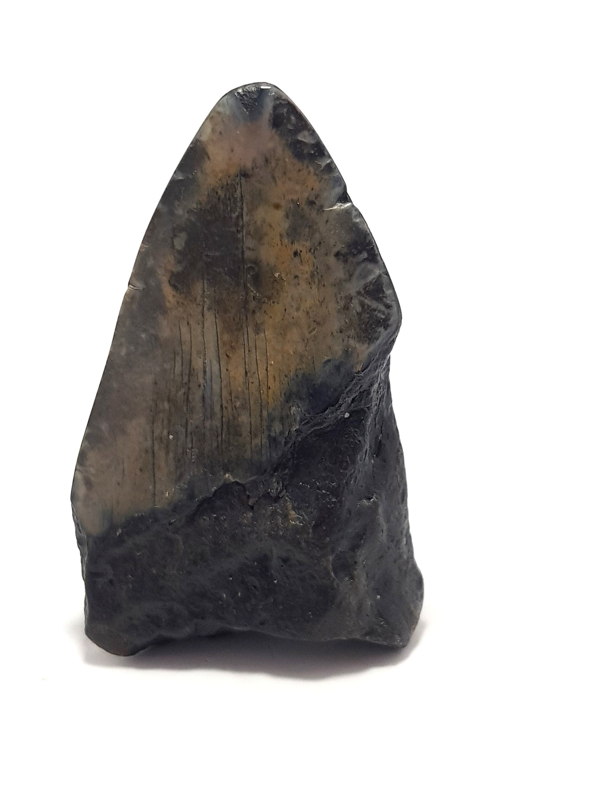partial megaladon tooth, seen from the back. the enamel is grey brown, the root material is black. the bottom left corner or the root is missing.