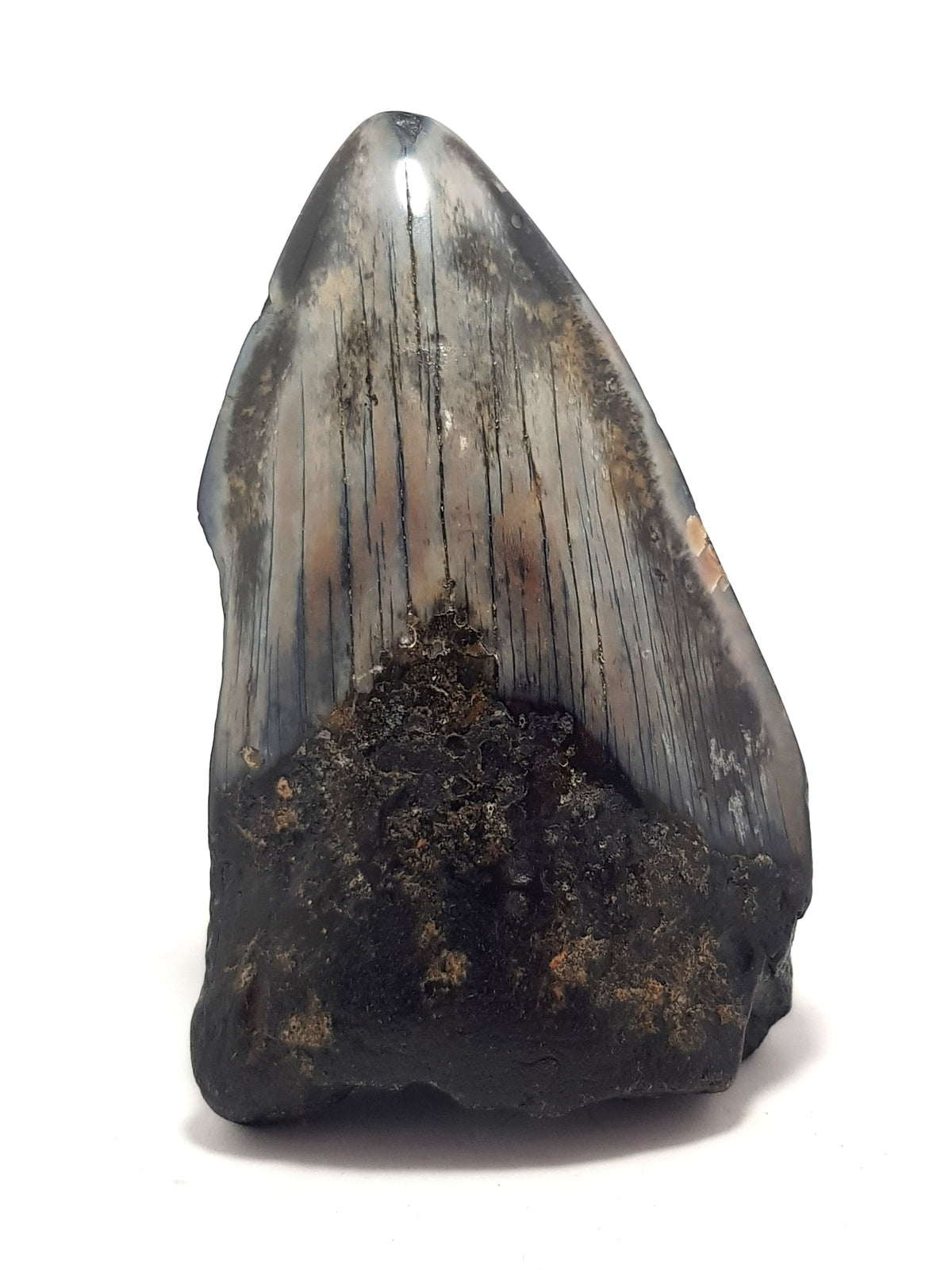 megaladon tooth. grey enamel present, but it cracking, the main body of the tooth is black. The bottom right corner of the root and distal crown are missing.