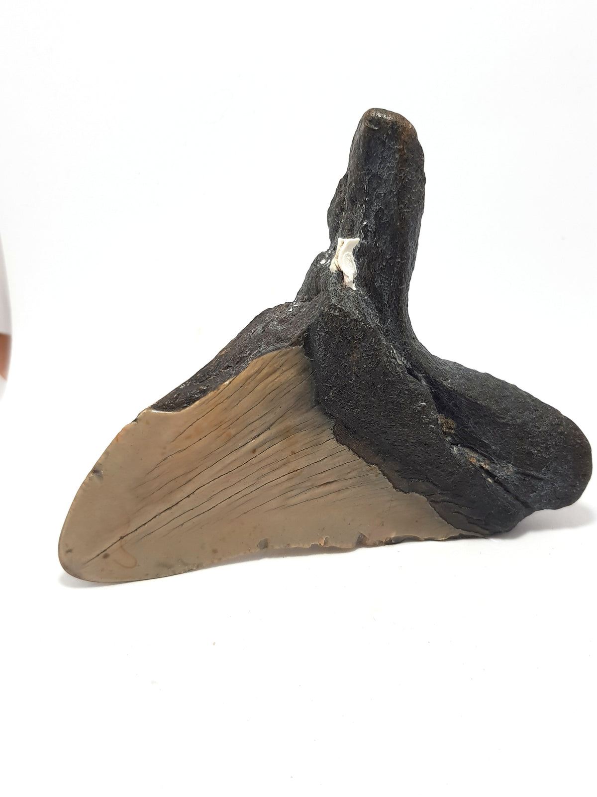 partial megalodon tooth rear view. the enamel is entirely present and is a mushroom colour. the root is black. there is a white barnacle in the root. a section of the left distal crown and root is missing.
