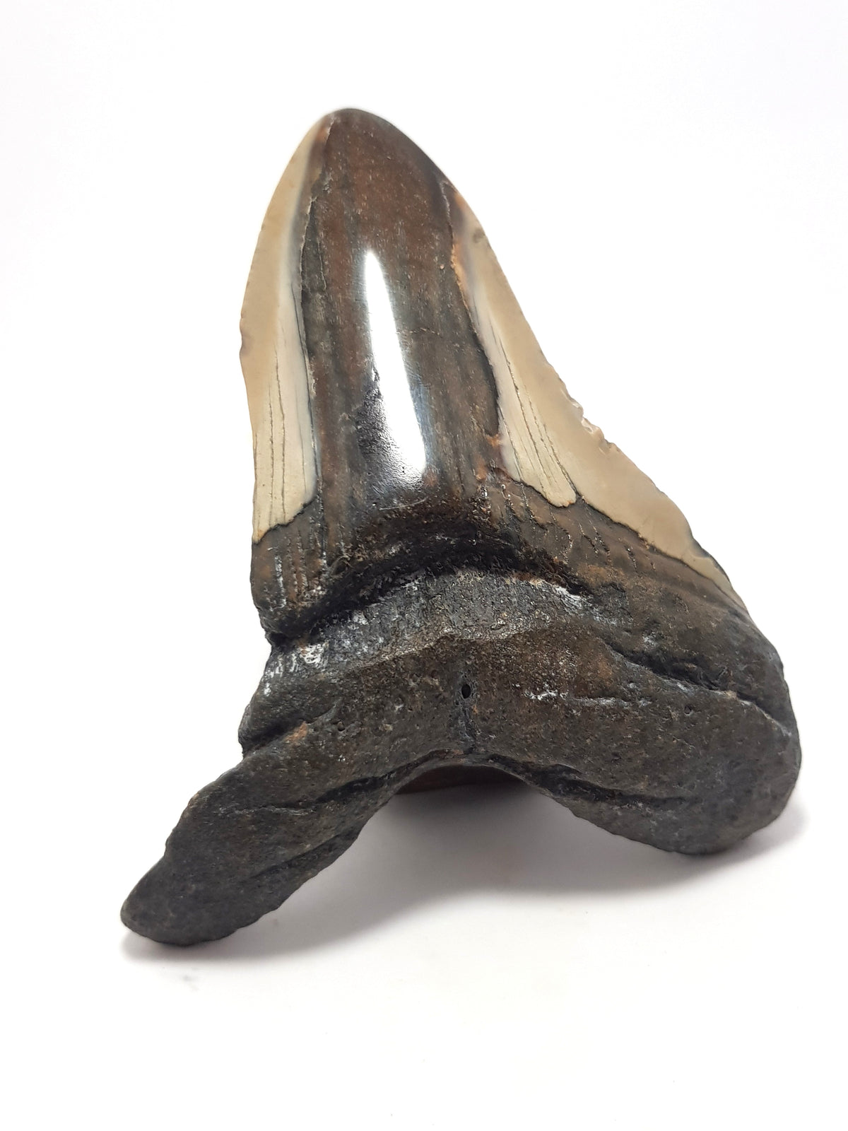 partial megalodon tooth. some mushroom coloured enamel present on the surface but missing in the centre of the tooth. Root and main tooth material is black. This sample is missing the left distal crown and a large section of root.