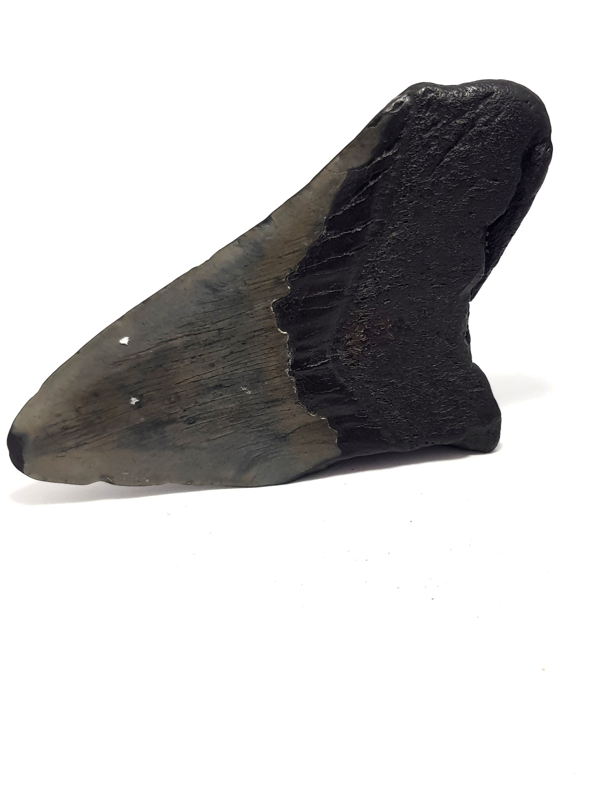 rear view of a megalodon tooth. The enamel is grey.