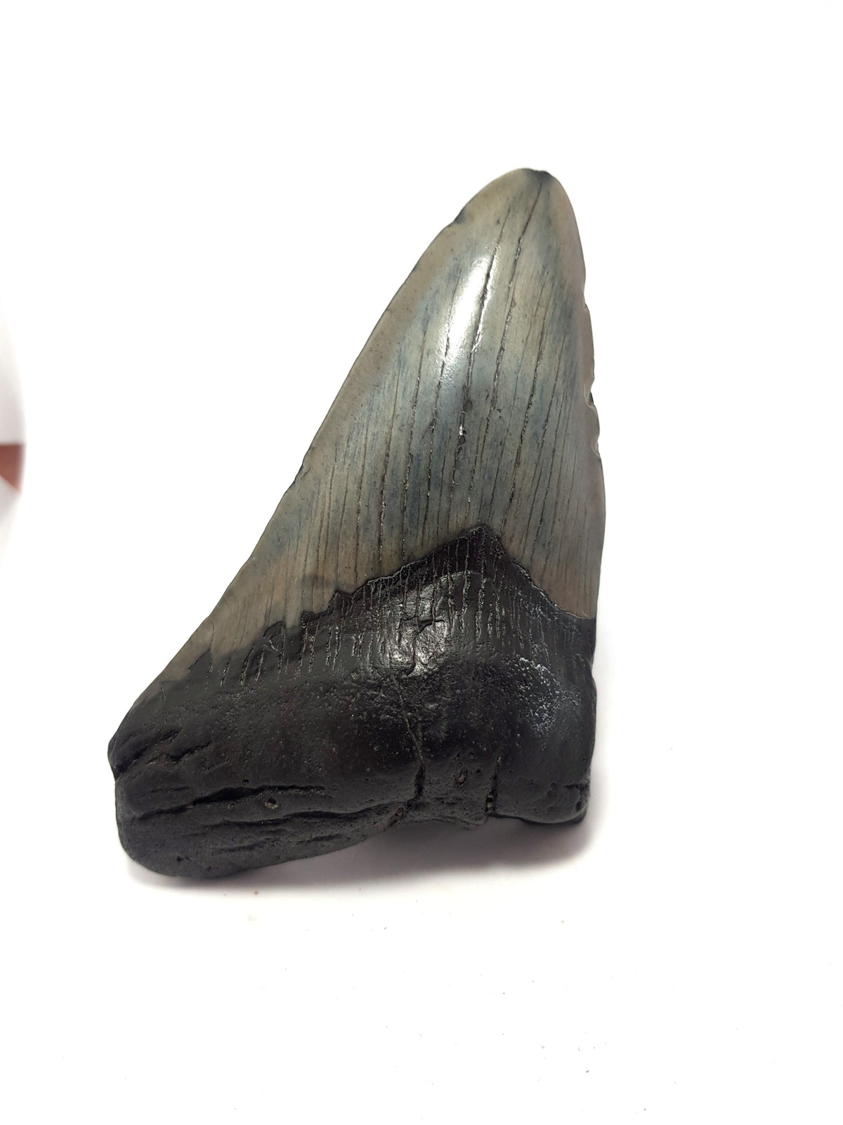 partial megalodon tooth. grey enamel present. Root material is black