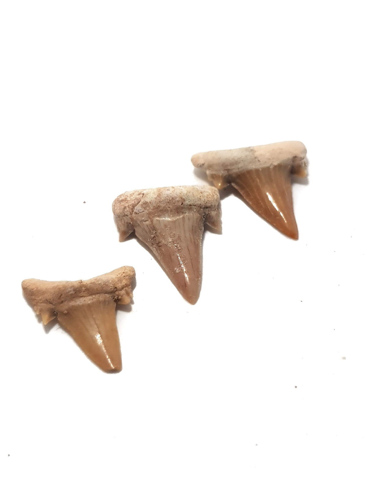 three otodus shark teeth. the cuspicles are obvious and intact.