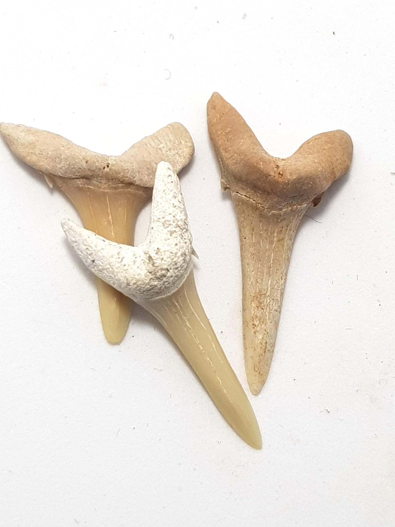 3 carcharias tingitana teeth.