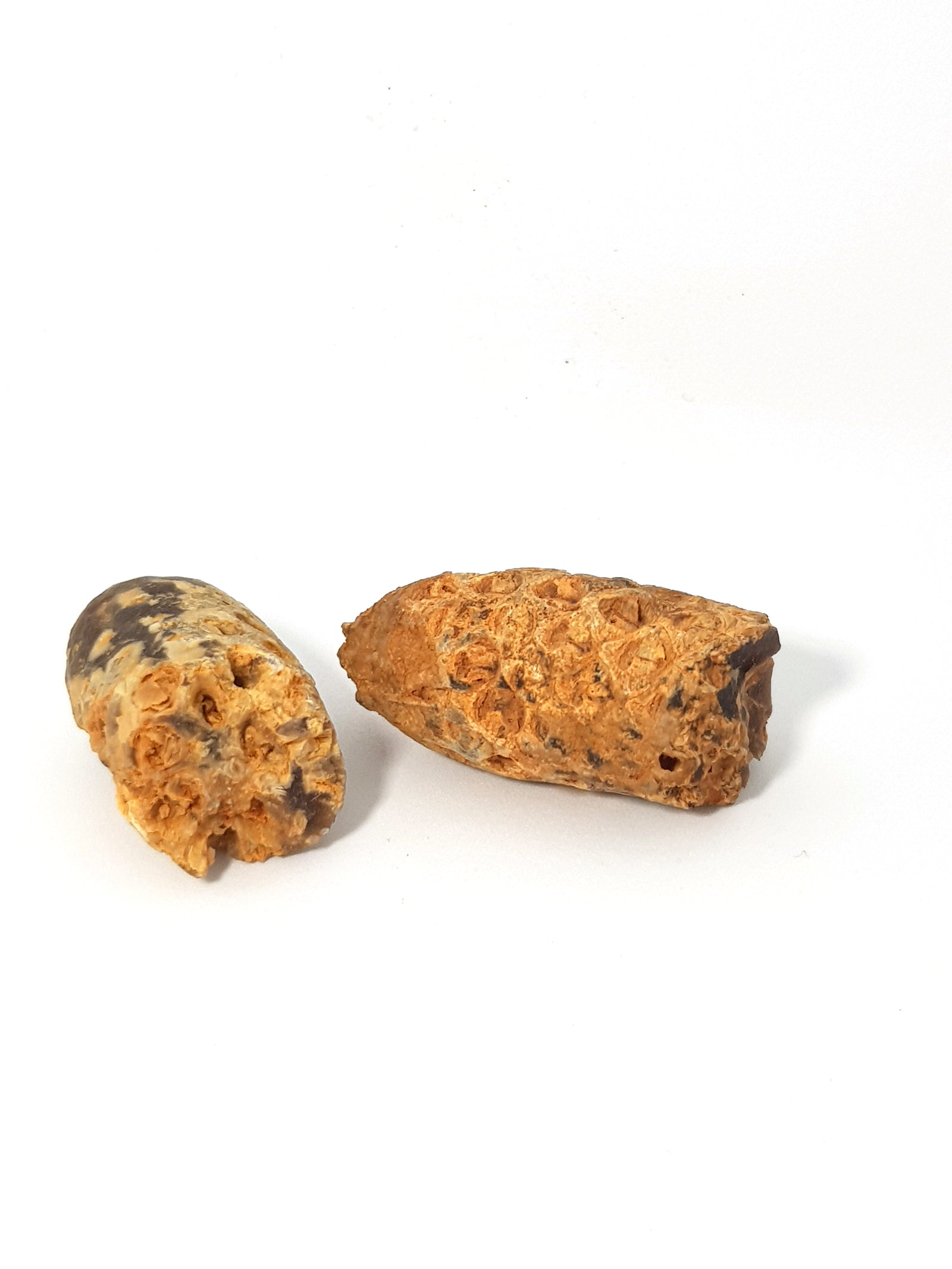 Two agatised seed cones. The fossilised seeds are visible in cross section.