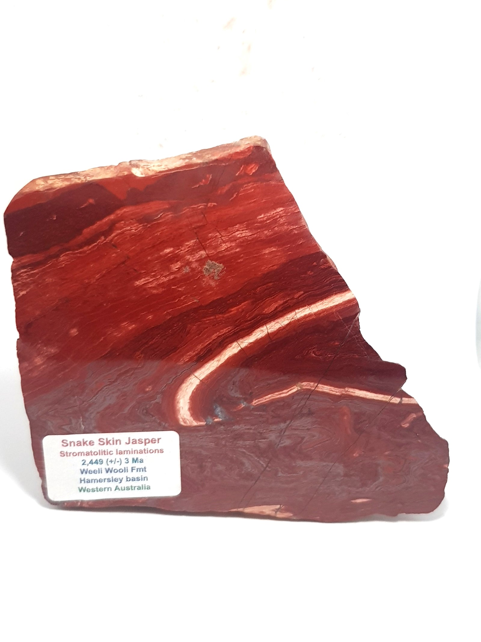 A polished slice of Snake skin Jasper. It consists of very thin red and brown bands, with intermittent bands of light pink. This rock has been folded and is particularly visible in the the centre of the slice where a thick white band bends in on itself.