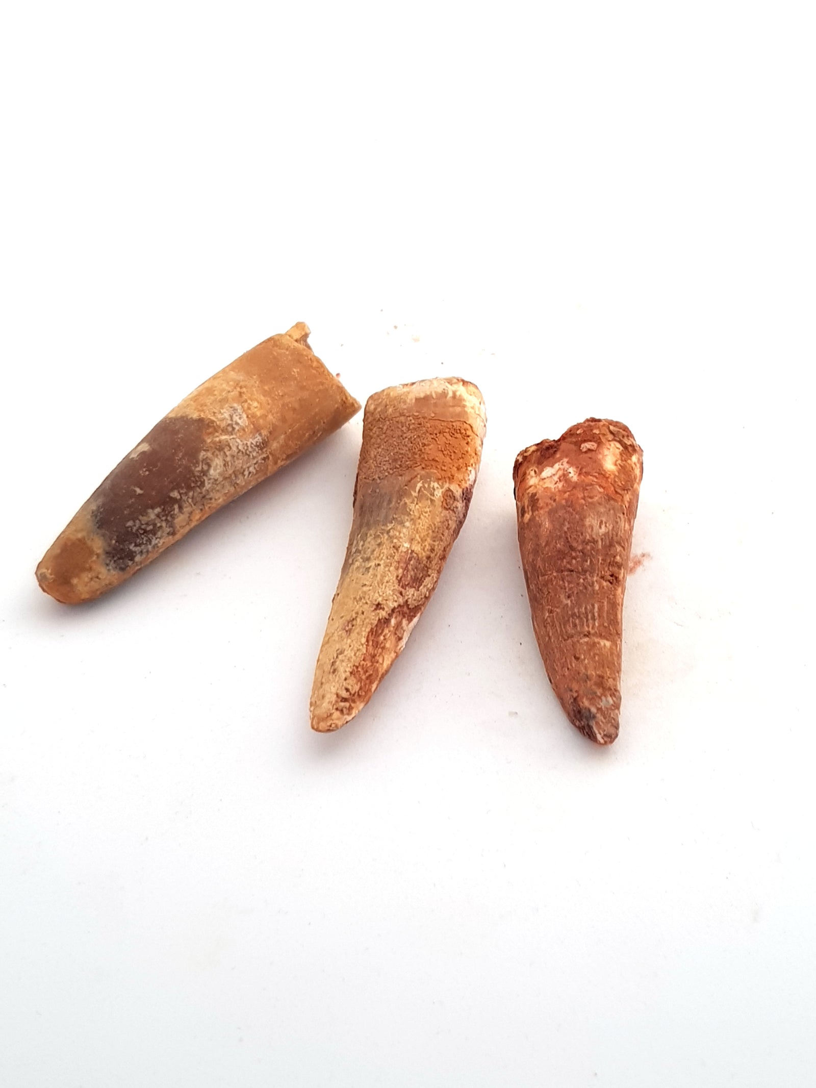 3 spinosaur teeth. They a re long and conical with a slight hook.