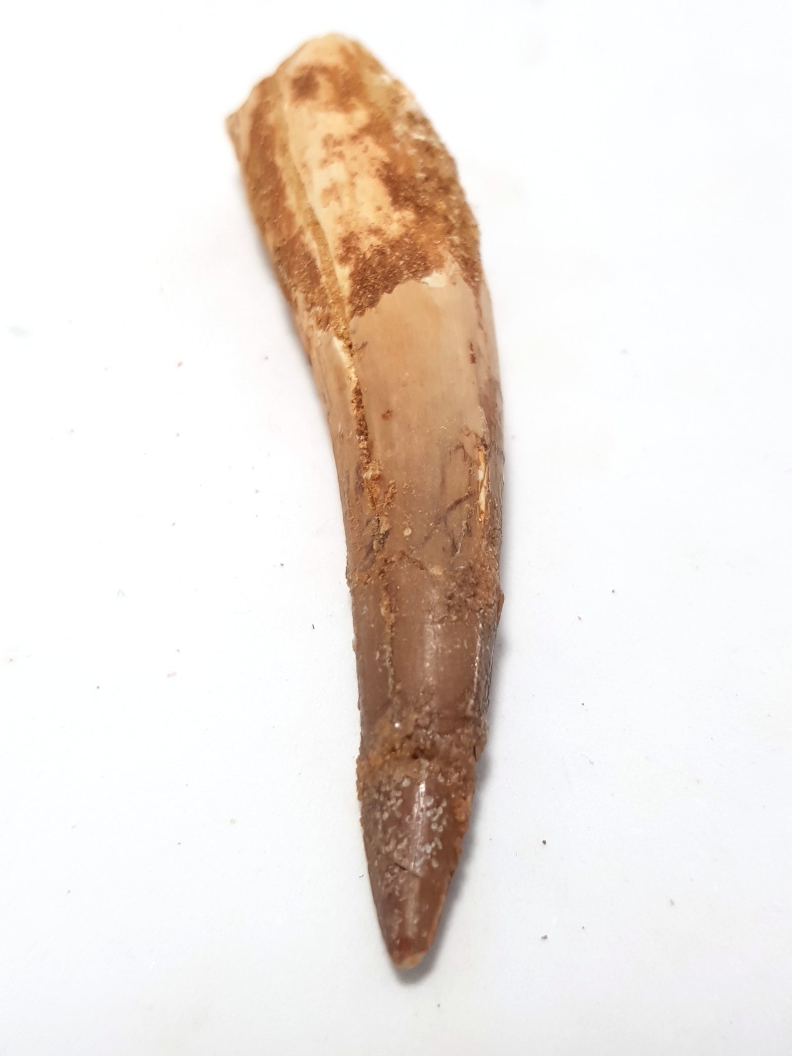 Spinosaur tooth