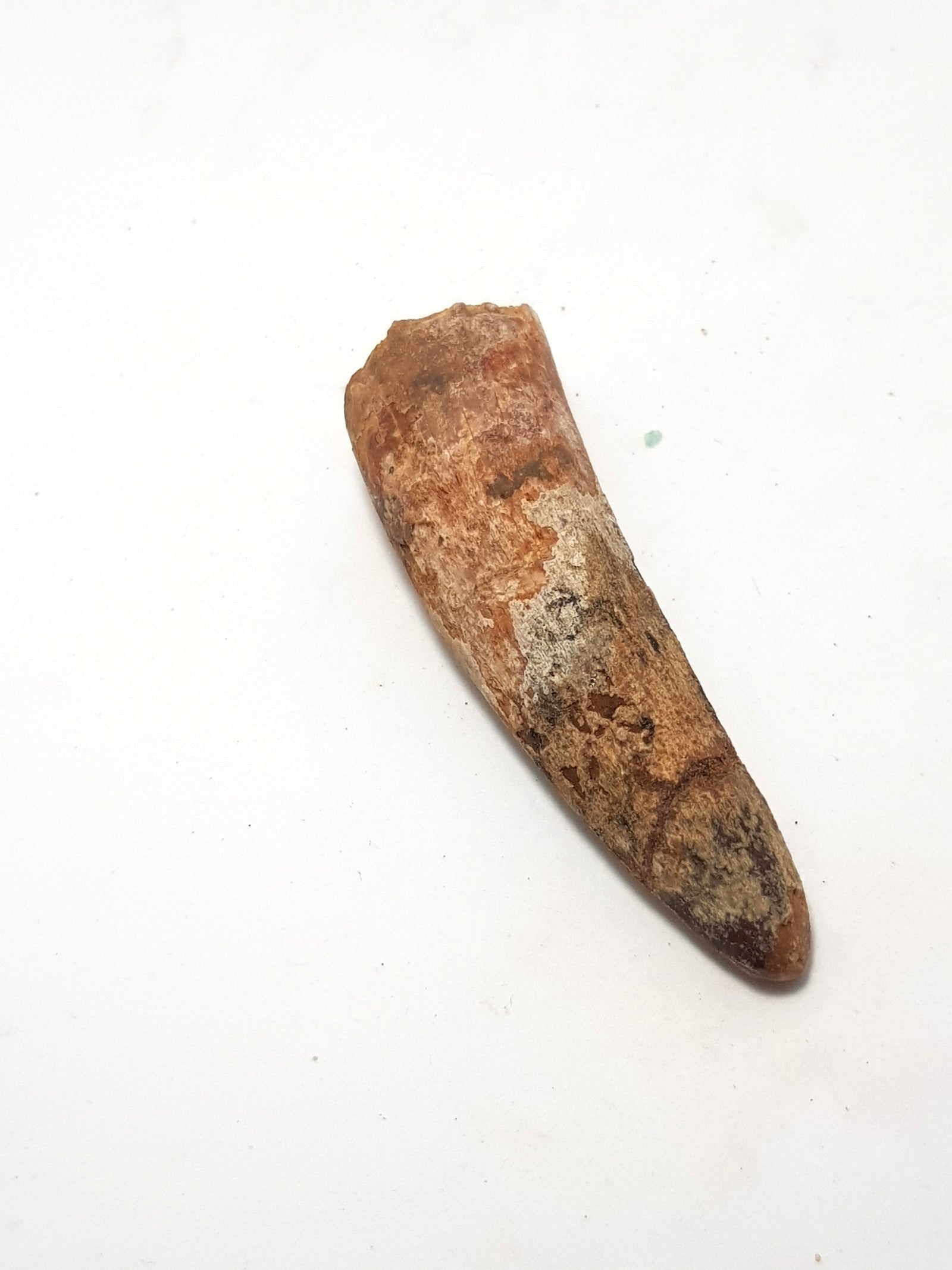 spinosaur tooth