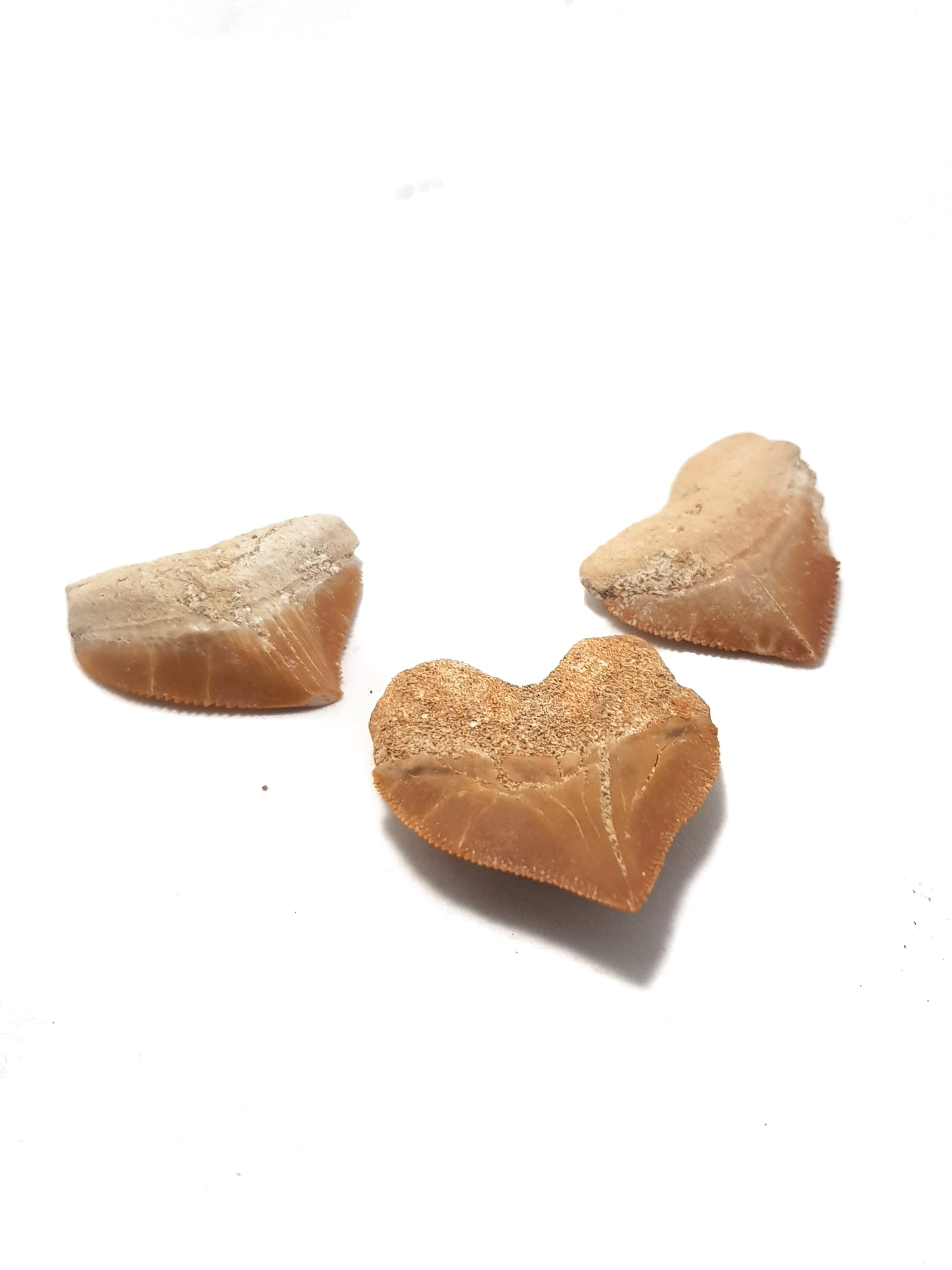 3 squalicorax teeth.