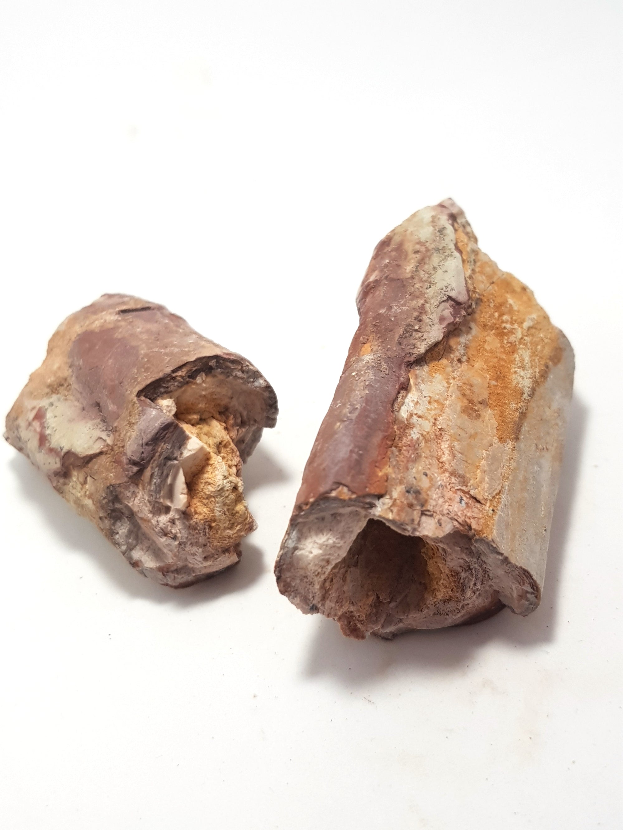 2 pieces of therapod dinosaur rib in cross section. the bone is dark brown. The interior of the bones is completely hollow.