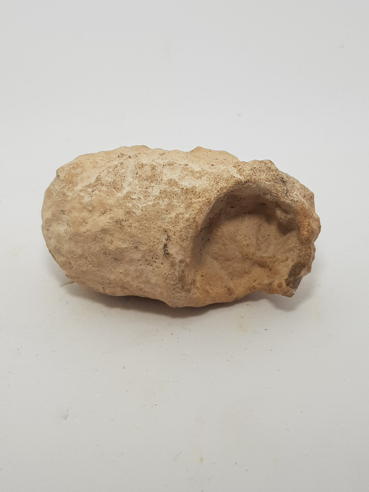 Fossilised weevil cocoon - The Science of Magic 